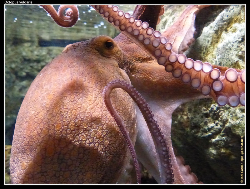 Close-up of an octopus in an aquarium, showing its textured skin and extended tentacles with visible suction cups