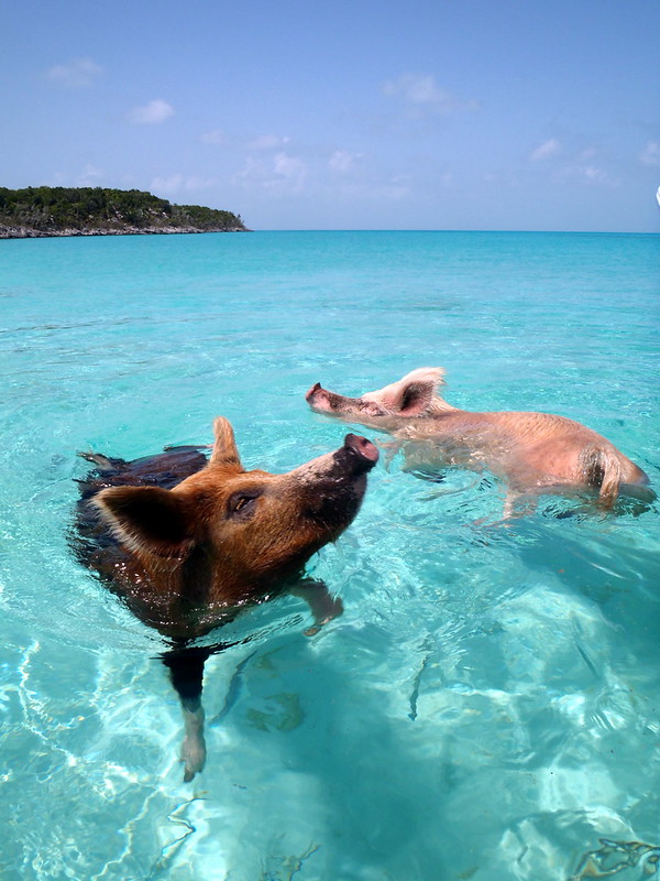 Two pigs swimming in the clear turquoise water of Pig Beach, Exuma, with a distant shoreline in the background.