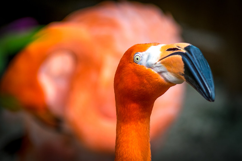 Close-up of an American flamingo with bright orange feathers, a large curved black beak, and an intense gaze, with another blurred flamingo in the background.