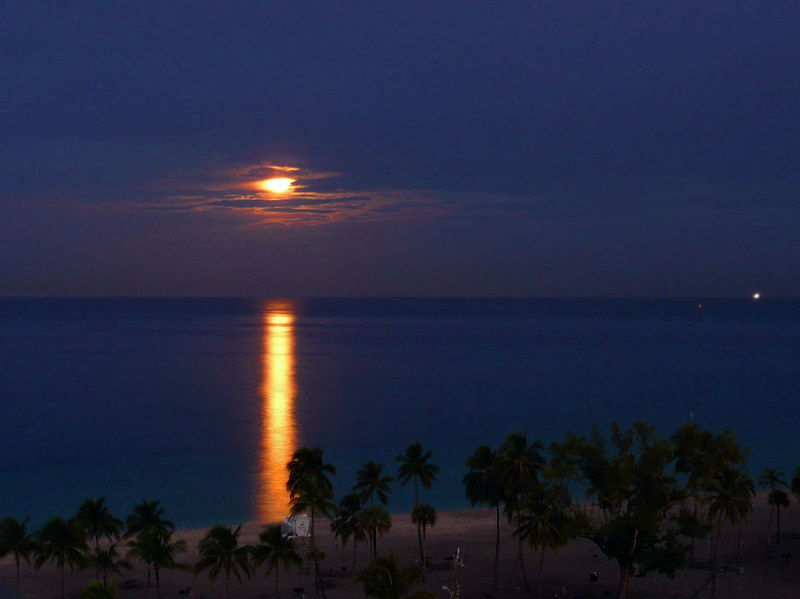 A scenic nighttime beach view featuring the moon partially covered by clouds, casting a golden reflection on the ocean. Palm trees line the sandy shore in the foreground.