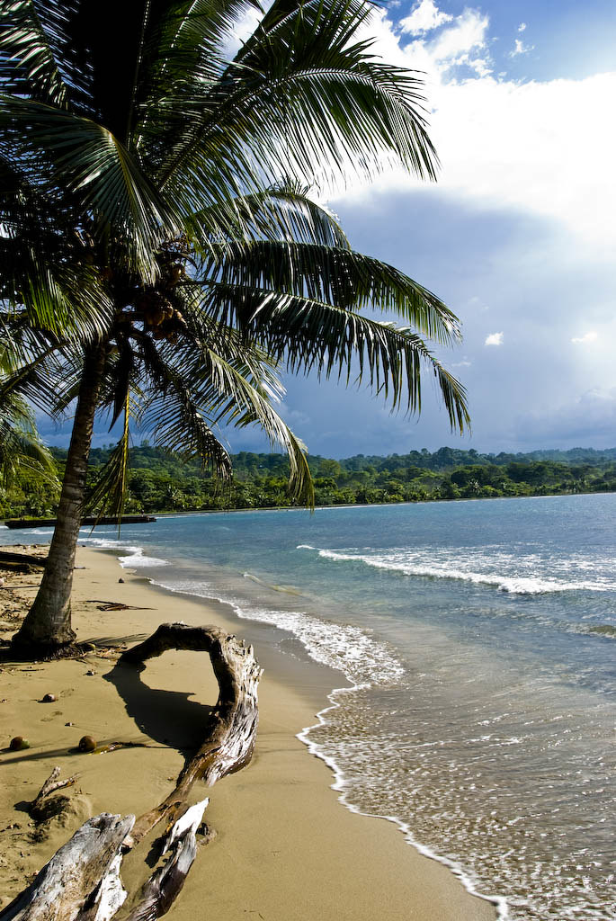A scenic tropical beach with a tall palm tree leaning over the sand, a large piece of driftwood in the foreground, and waves rolling onto the shore under a partly cloudy sky.