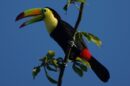 A keel-billed toucan with a bright green and orange beak perched on a tree branch, calling against a clear blue sky.