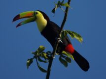 A keel-billed toucan with a bright green and orange beak perched on a tree branch, calling against a clear blue sky.