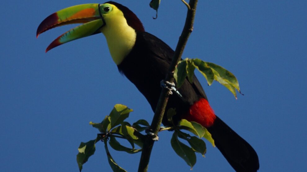 A keel-billed toucan with a bright green and orange beak perched on a tree branch, calling against a clear blue sky.