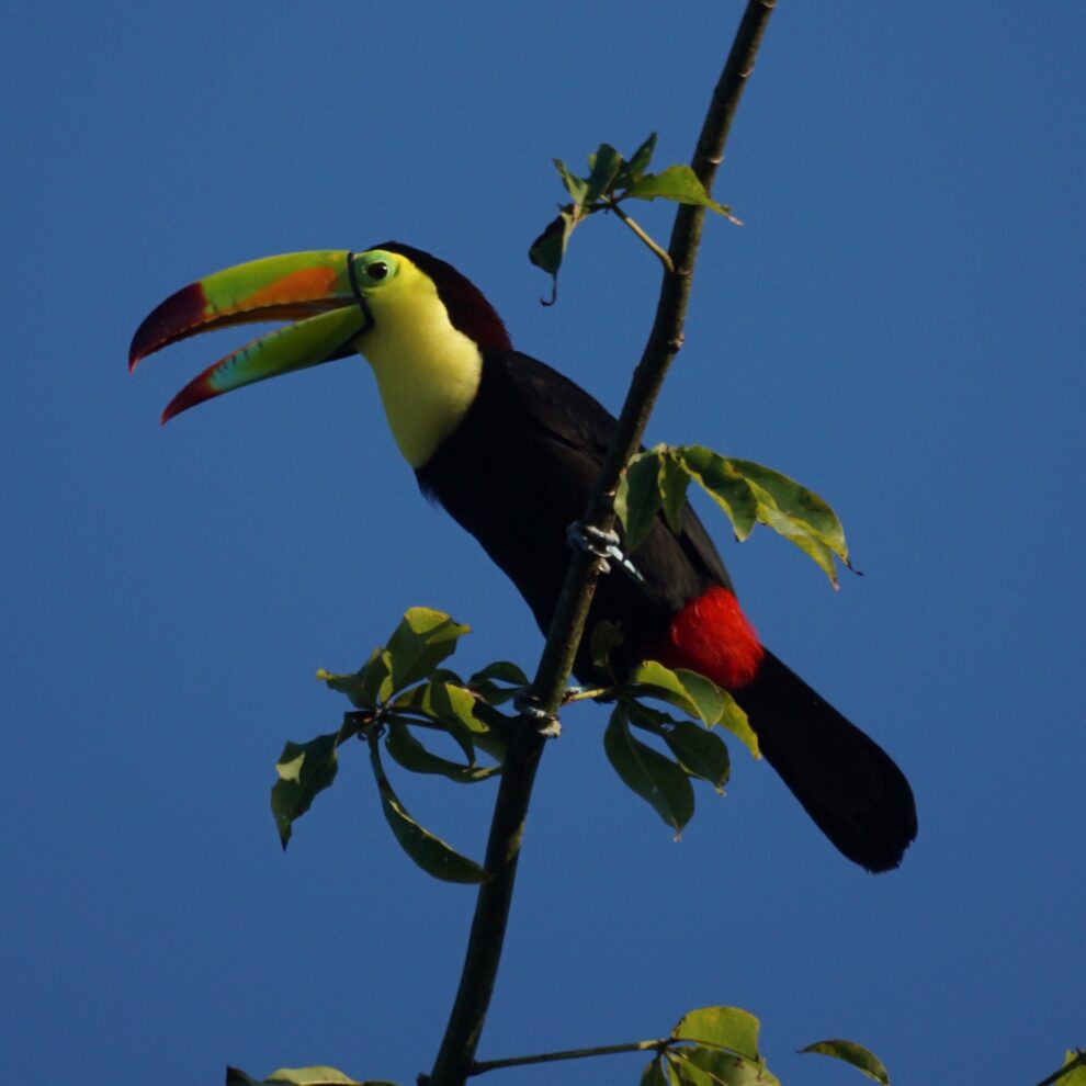 A keel-billed toucan with a bright green and orange beak perched on a tree branch, calling against a clear blue sky.