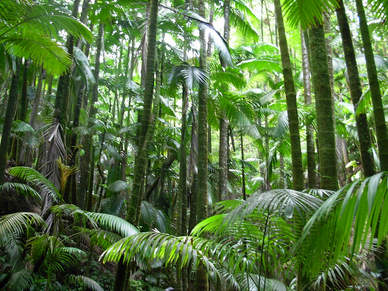 A dense tropical rainforest with tall palm trees and lush green foliage, creating a vibrant and immersive jungle environment.