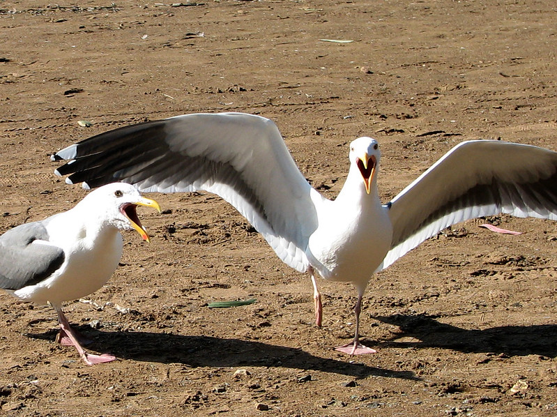 Two seagulls on sandy ground, one with wings spread wide and both with open beaks as if calling or communicating.